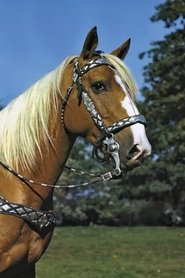 Trigger is Trigger, Smartest Horse in the Movies