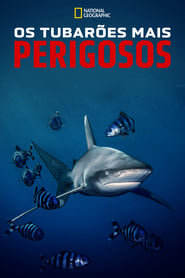 Image Os Tubarões Mais Perigosos