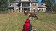 Hostile Horseplay