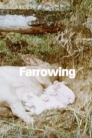 Behavior Of Domestic-Pigs In A Semi-Natural Pig-Park (1989) Behavior Of Domestic-Pigs In A Semi-Natural Pig-Park (1989)