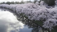 Spring Splendor in Hirosaki