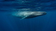 Le retour des baleines &agrave; bosse