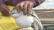 Blowfish - A Secret Taste from the Deep