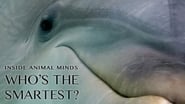 Inside Animal Minds: Who's the Smartest?