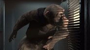 C.I.Ape C.I.Ape