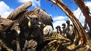 Vultures: Beauty in the Beast