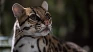 American Ocelot