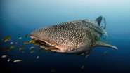 Le long voyage d'un requin-baleine