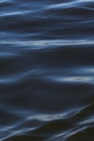 The Flood