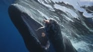 The Sperm Whales of Dominica; Monkey Island; Hanging On