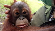 Orangutan Rescue - Back to The Wild