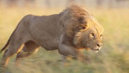 Chapter Four: To Be King