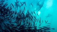 Wild Ocean