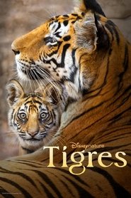 Image Tigres