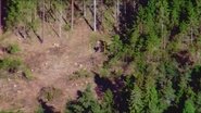 Car chase ends in the woods
