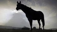 Der Sturm - Tiere bei Blitz und Donner