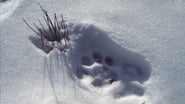 Silent Roar: Searching for the Snow Leopard