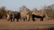 Return of the Rhinos