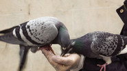 The Pigeon