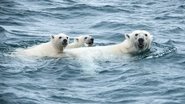 OdyssÃ©e sous les glaces
