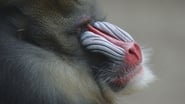 Mask of the Mandrill