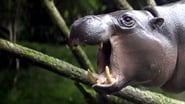 The Pygmy Hippo: A Very Secret Life