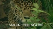 Stalking the Jaguar