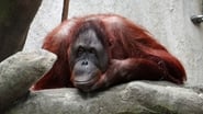 Orangutans: Just Hangin' On