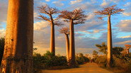 Madagascar, l'&icirc;le sauvage