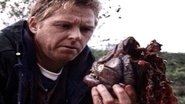 Piranhas Piranhas