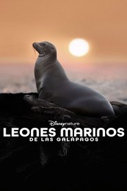 Image Leones Marinos de las Galápagos