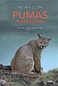 Pumas in Patagonia