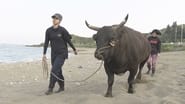 Bullfights & Big Dreams