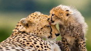 Die f&uuml;nf Geparde - Gemeinsam durch die Serengeti