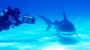 Bahamas - Shark Special