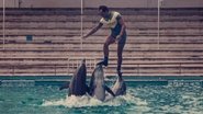 Â¿QuÃ© le pasÃ³ al rey de los delfines?
