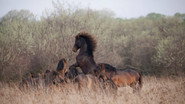 Untamed Romania