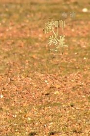 Tibetan Antelope