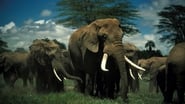 Unforgettable Elephants