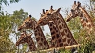 Giraffes: Africa's Gentle Giants