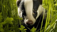 The Secret Lives of Badgers