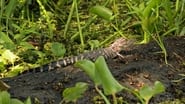 Hungry, Hungry Gators