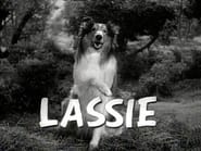 Lassie and the Buffalo