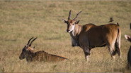 Africa: Safaris and Bargains / India: Living in 50&deg;C Heat