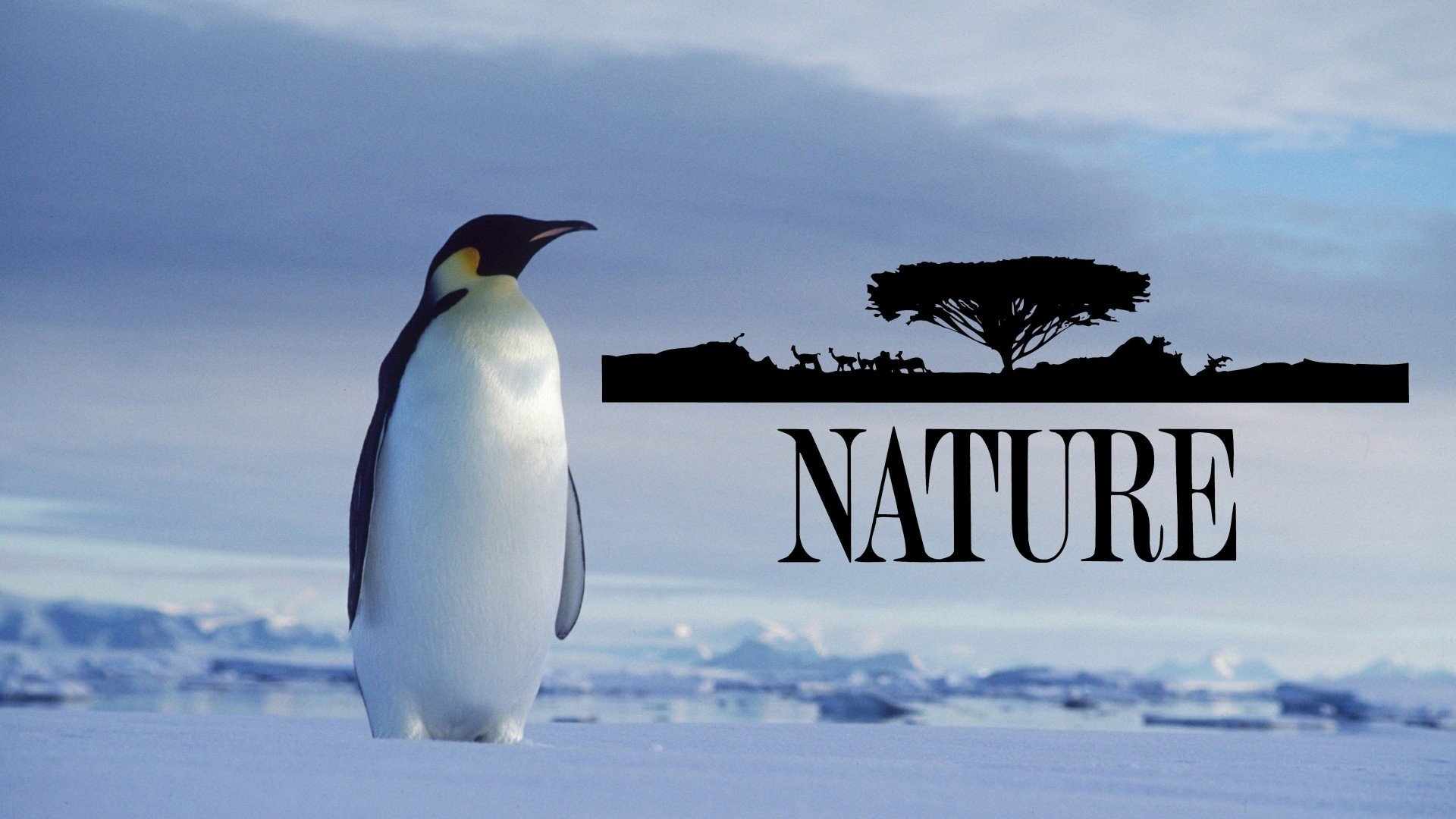 Nature Season 10 Episode 17 : Tiwai: Island of the Apes