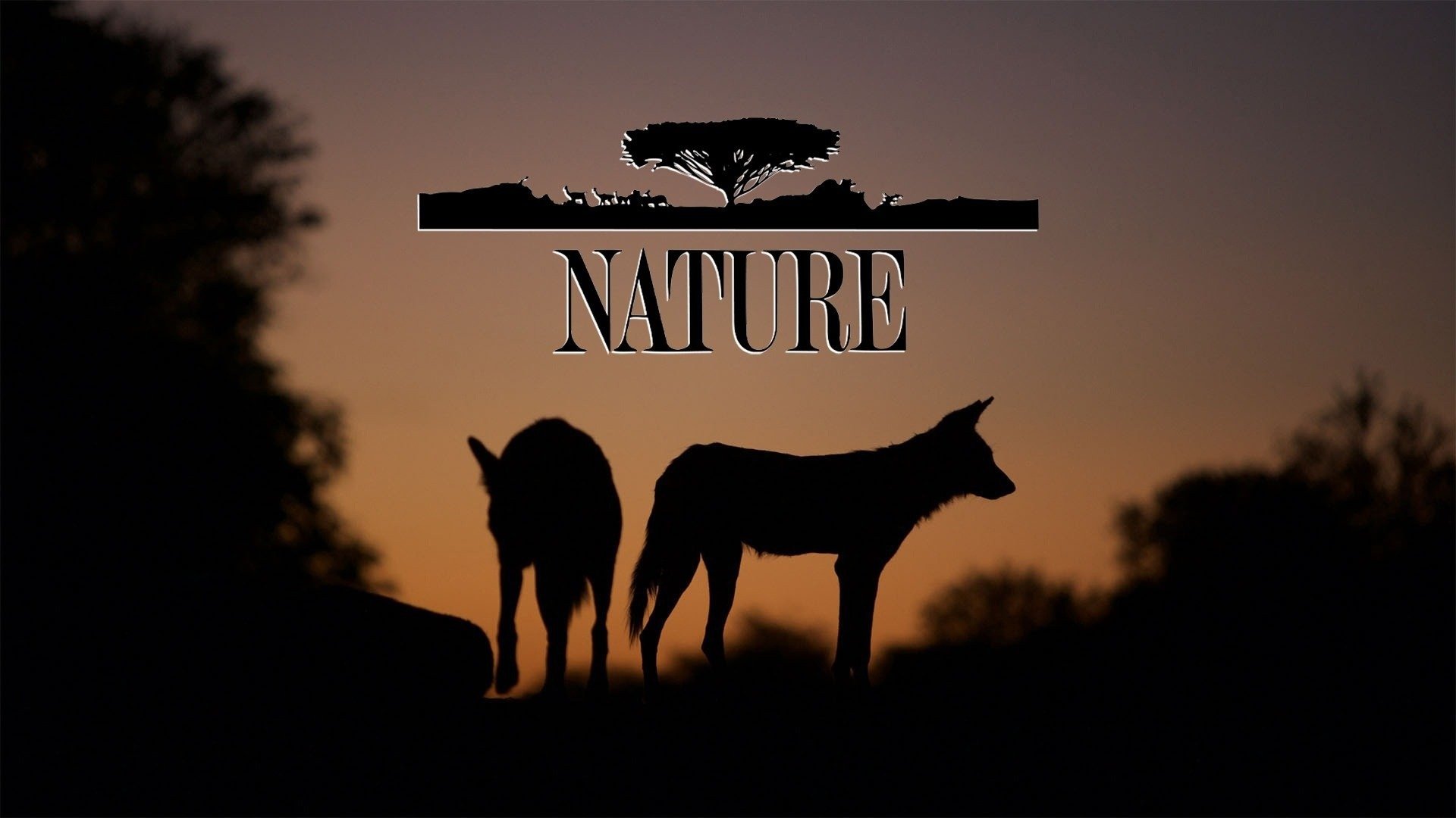 Nature Season 13 Episode 12 : Ghost Bear