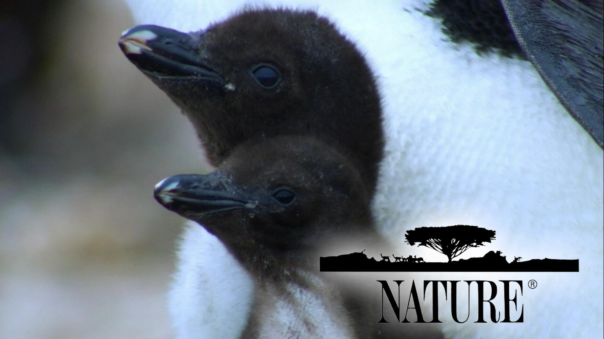 Nature Season 1 Episode 1 : The Flight of the Condor: Ice, Wind, and Fire