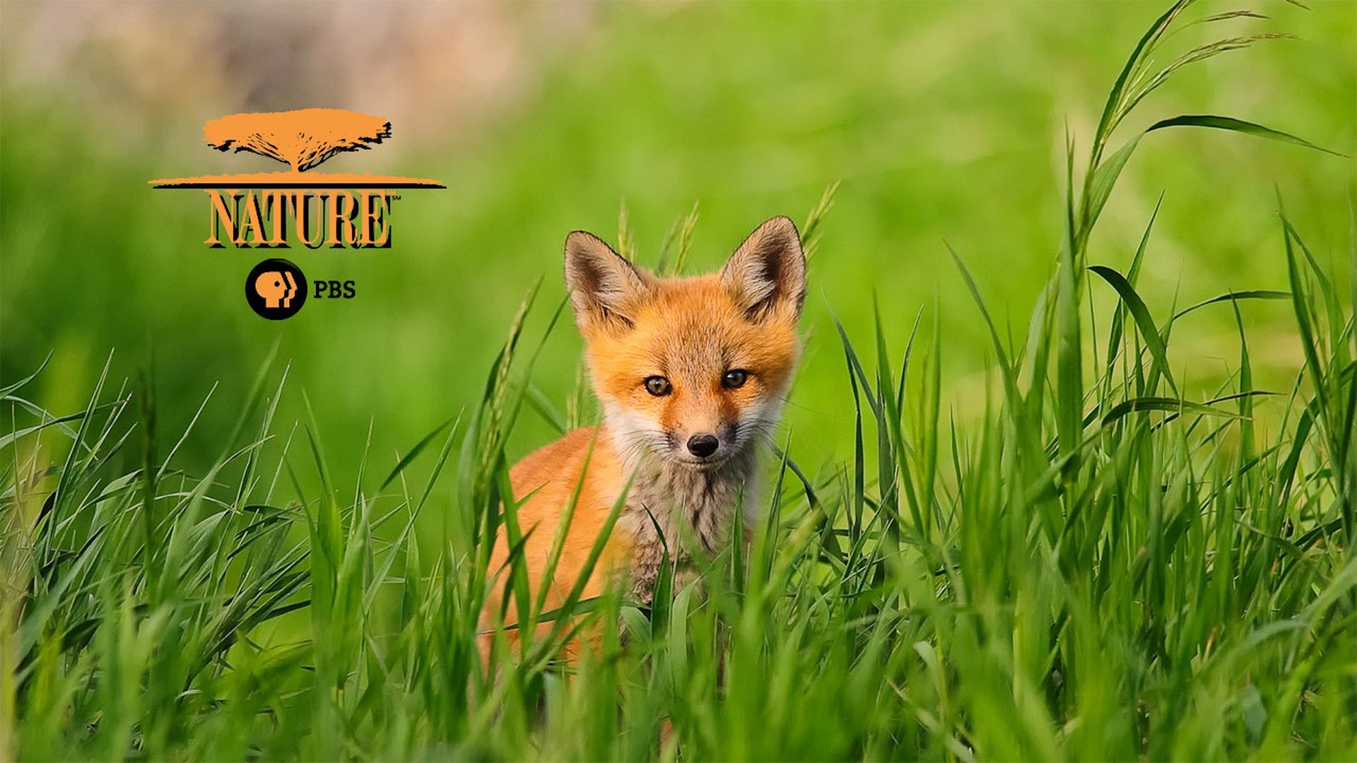 Nature Season 11 Episode 11 : Cheetahs in the Land of Lions
