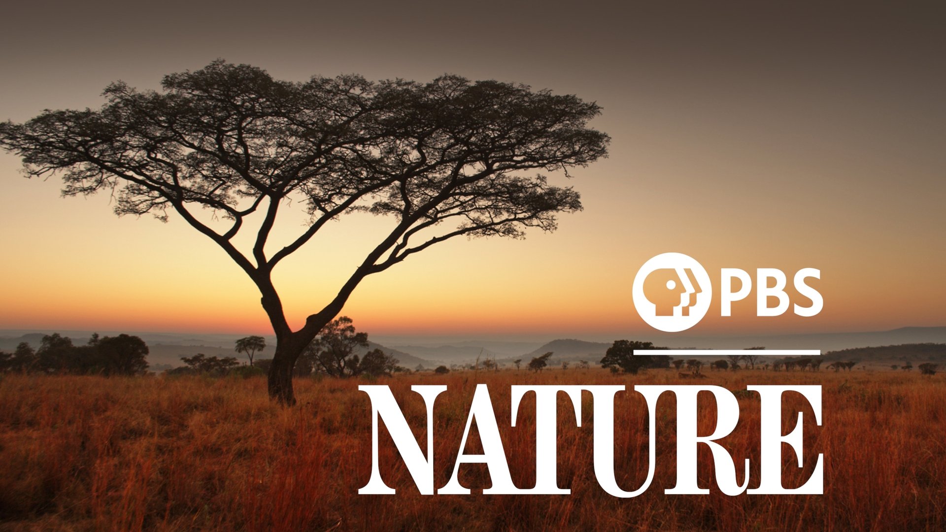 Nature Season 4 Episode 8 : Emas: High Plains of Brazil