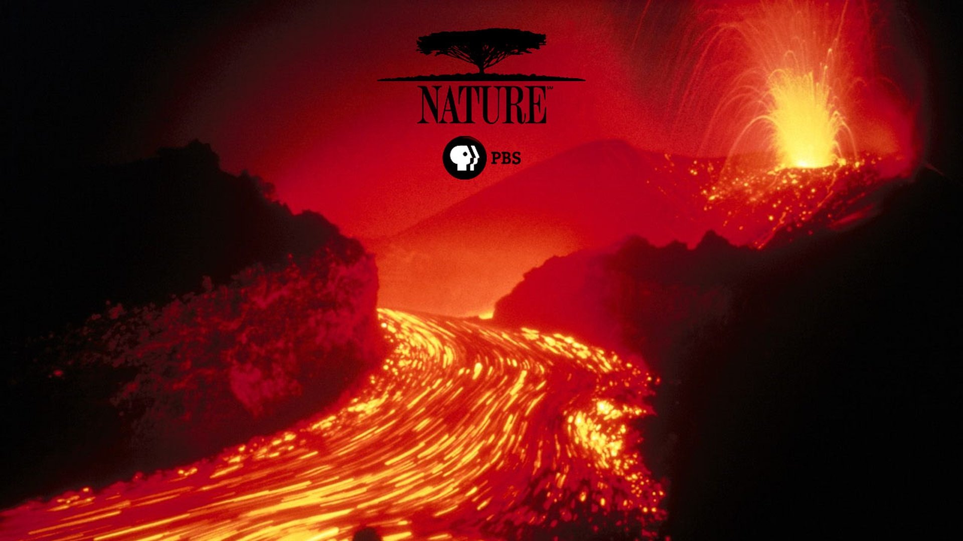 Nature Season 4 Episode 15 : Aspen: Dancer on the Wind